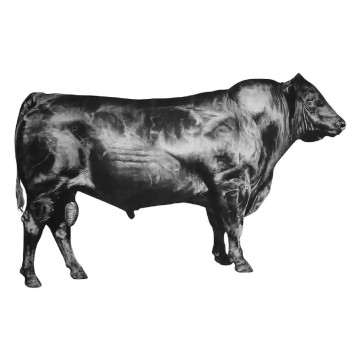 Image for Bull (Right) Wall Decal ALR-RBUL