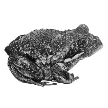 Image for Frog Wall Decal ALR-FROG