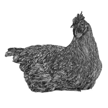 Image for Hen Wall Decal ALR-HEN