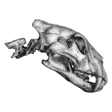 Image for Lion Skull Wall Decal ALR-LION