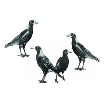 Image for Magpie Set of 4 Wall Decal ALR-MAG4
