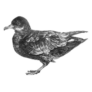 Image for Mutton Bird Wall Decal ALR-MUTT