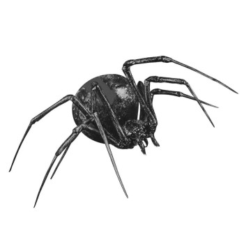 Image for Redback Spider Wall Decal ALR-REDB