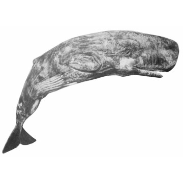 Image for Whale Wall Decal ALR-WHAL