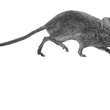 Image for Mouse Wall Decal ALR-MOUS1