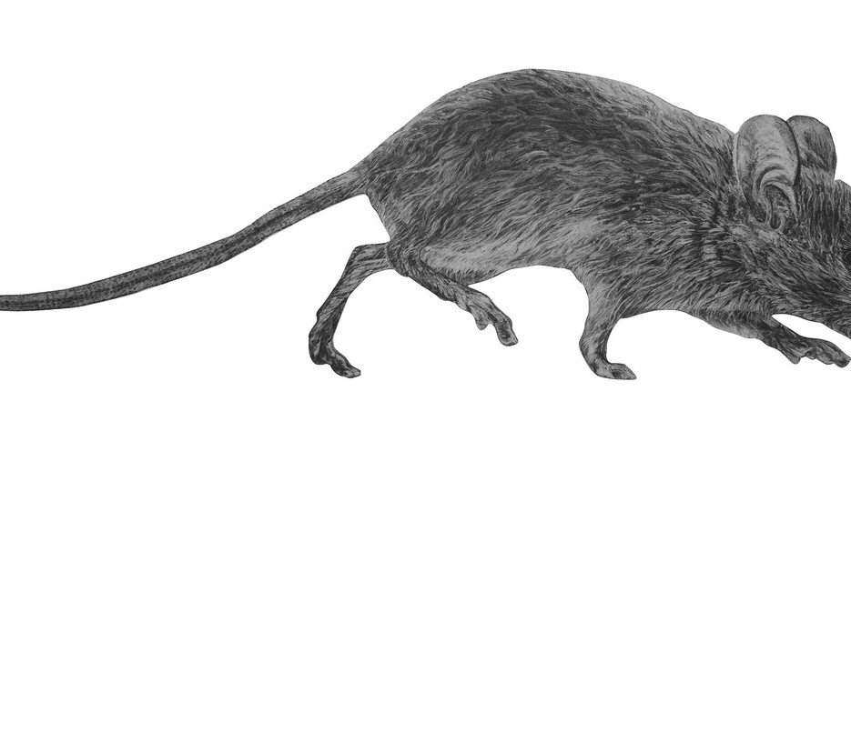 Image of Mouse Wall Decal ALR-MOUS1
