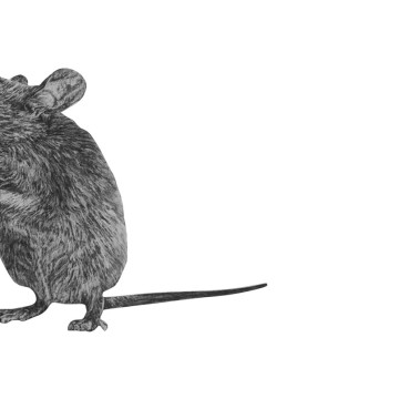 Image for Mouse Wall Decal ALR-MOUS2