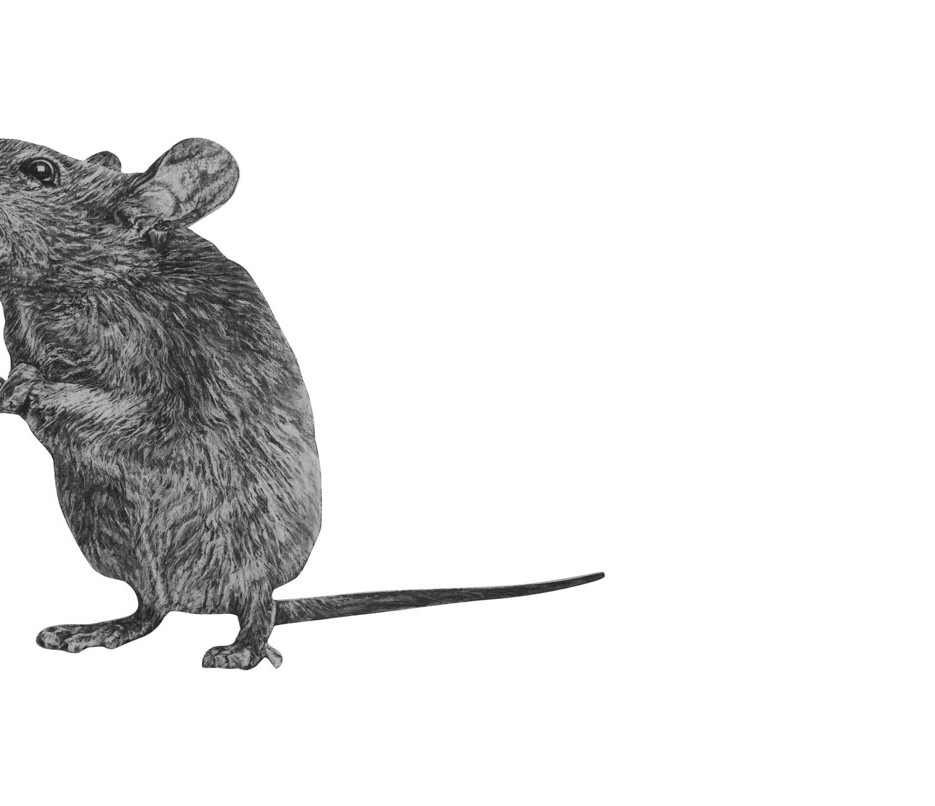 Image of Mouse Wall Decal ALR-MOUS2