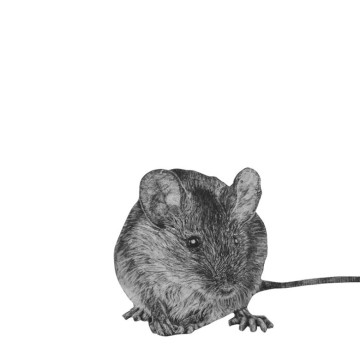 Image for Mouse Wall Decal ALR-MOUS3