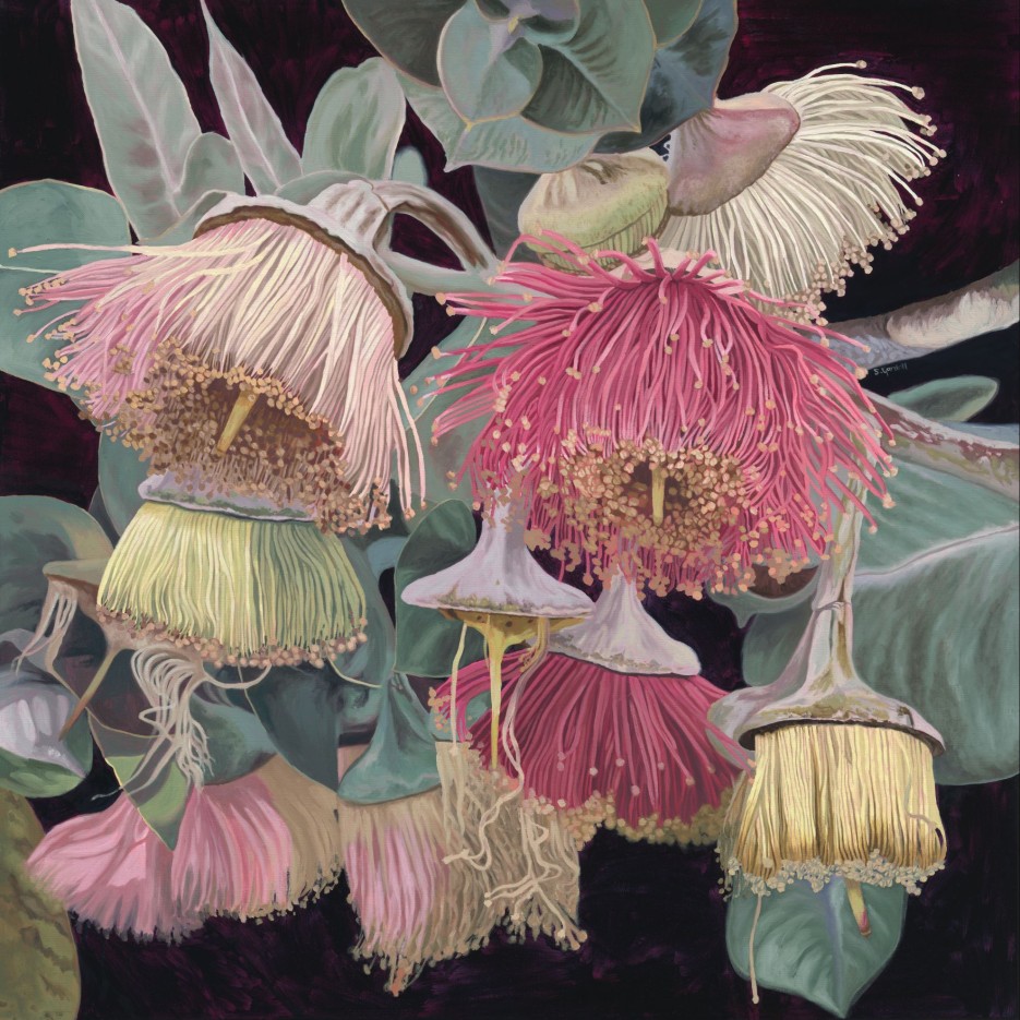 Image of Rhodantha Variations 30x30cm | Stacy Gardoll