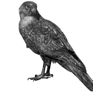 Image for Hawk Wall Decal ALR-HAWK