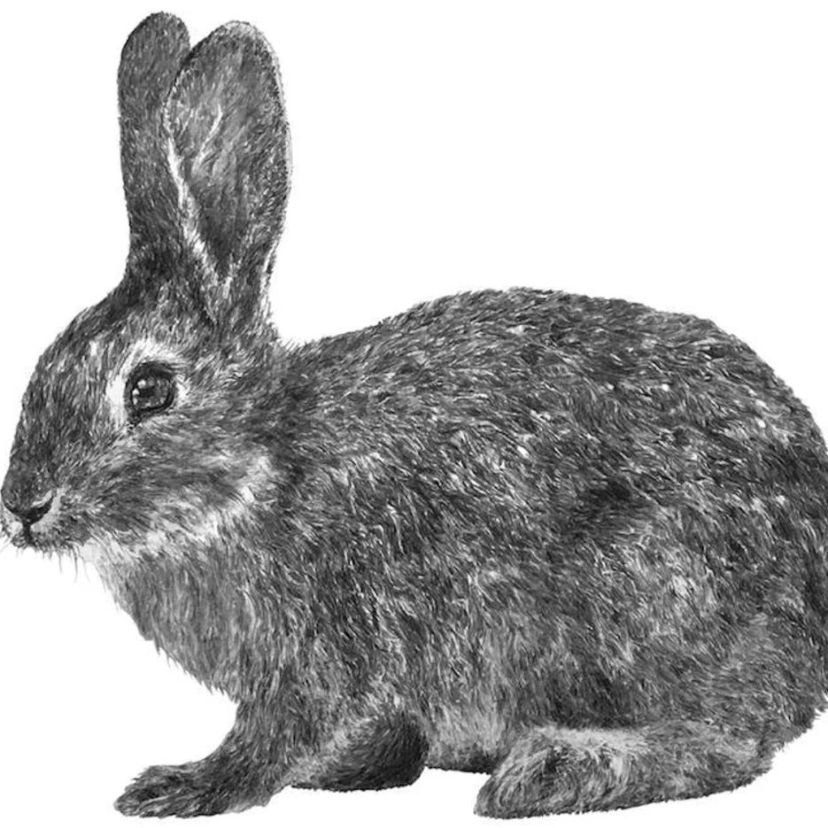 Image of Rabbit Wall Decal ALR-RABB