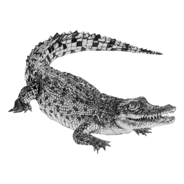 Image for Crocodile Wall Decal ALR-CROC
