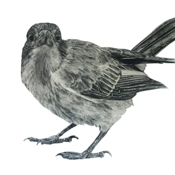 Image for Butcherbird Wall Decal ALR-BUTC