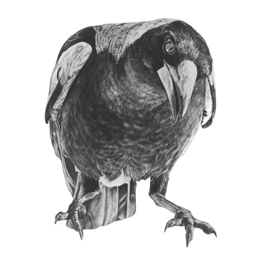 Image for Magpie Wall Decal ALR-MAGP