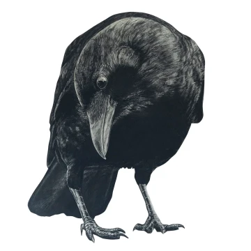 Image for Crow Wall Decal ALR-CROW