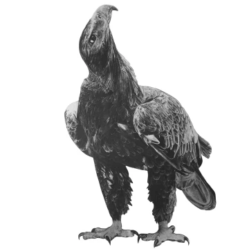 Image for Wedge Tail Eagle Wall Decal ALR-WEDG