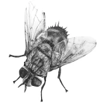 Product by Anna Louise Richardson