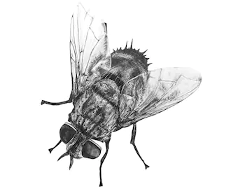 Image for Blowfly Wall Decal ALR-BLOW
