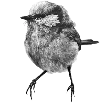 Image for Blue Wren Wall Decal ALR-BLUE