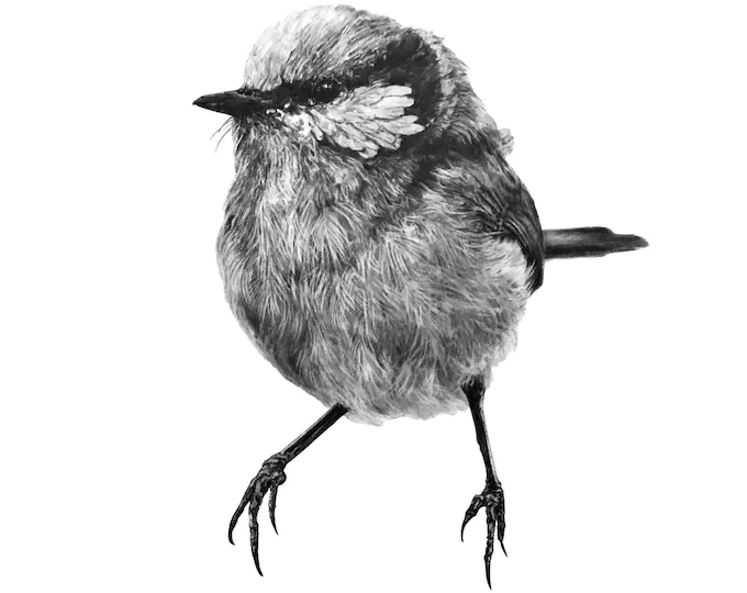 Image of Blue Wren Wall Decal ALR-BLUE