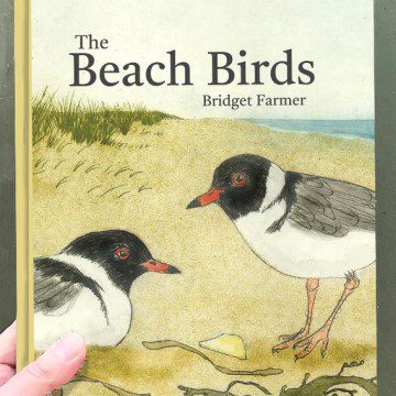 Image for The Beach Birds Book - Bridget Farmer