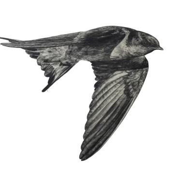 Image for Welcome Swallow 1 Wall Decal ALR-WSW-1