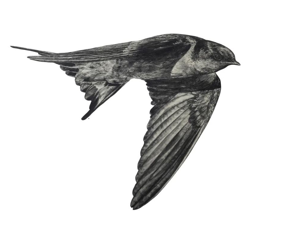 Image of Welcome Swallow 1 Wall Decal ALR-WSW-1