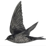 Product by Anna Louise Richardson