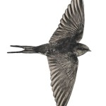 Product by Anna Louise Richardson