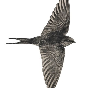 Image for Welcome Swallow 6 Wall Decal ALR-WSW-6