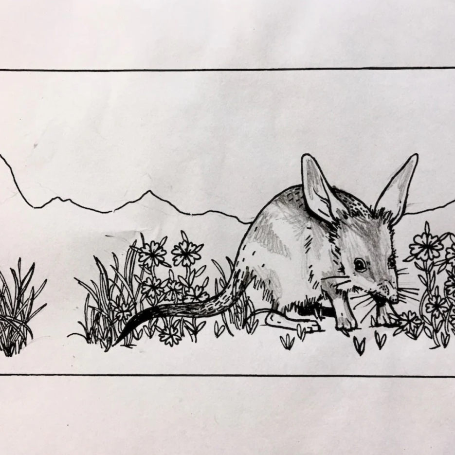 Image of Pencil Case - Bilby