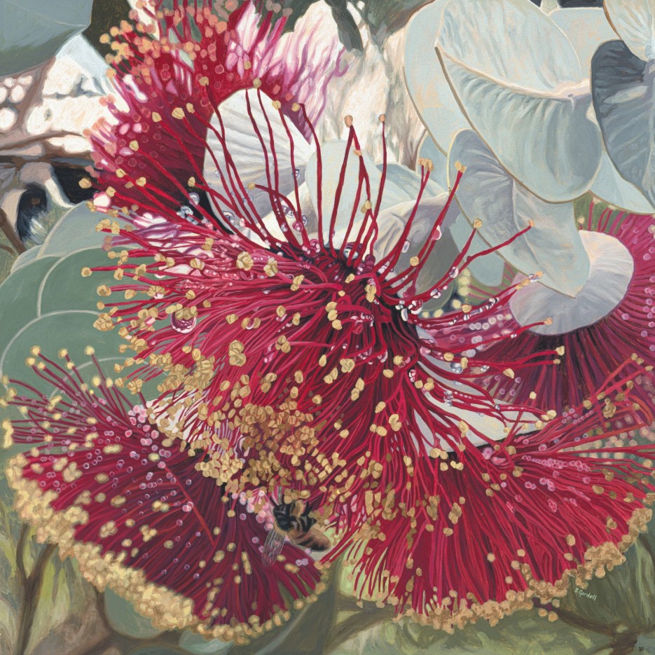 Image of Rhodanthas in the Rain 30x30cm | Stacy Gardoll