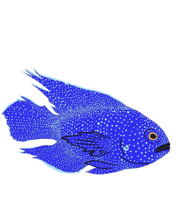 Image of Print | Western Blue Devil